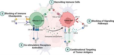 Bispecific antibodies targeting CTLA-4: game-changer troopers in cancer immunotherapy